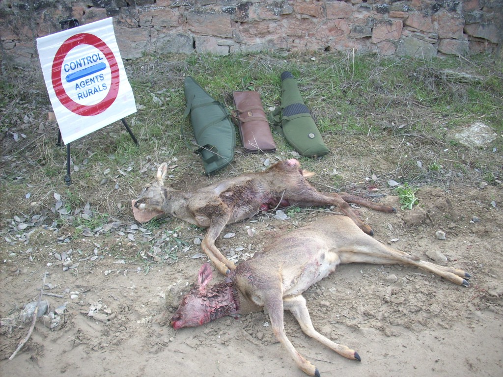 Fotografia dels cabirols abatuts i les armes comissades (Agents Rurals)