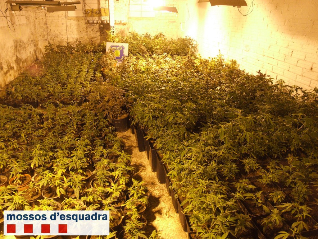 Plantes de marihuana intervingudes (Foto: Mossos d'Esquadra)