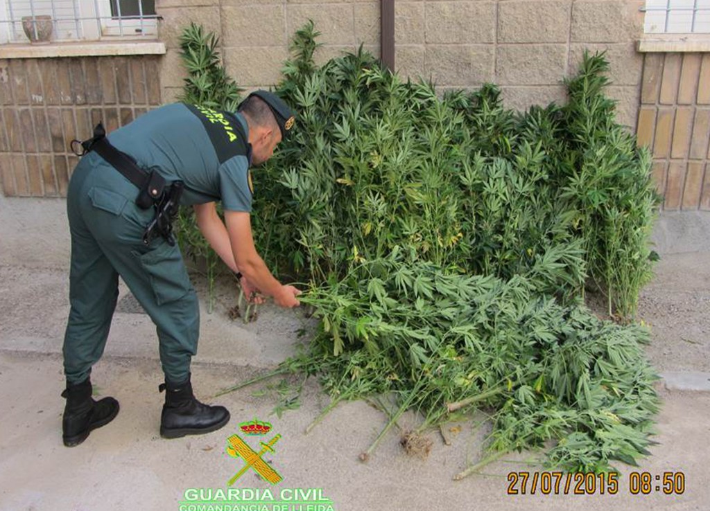 Plantes de marihuana trobades aquest matí a Ponts (Autor: Guàrdia Civil)