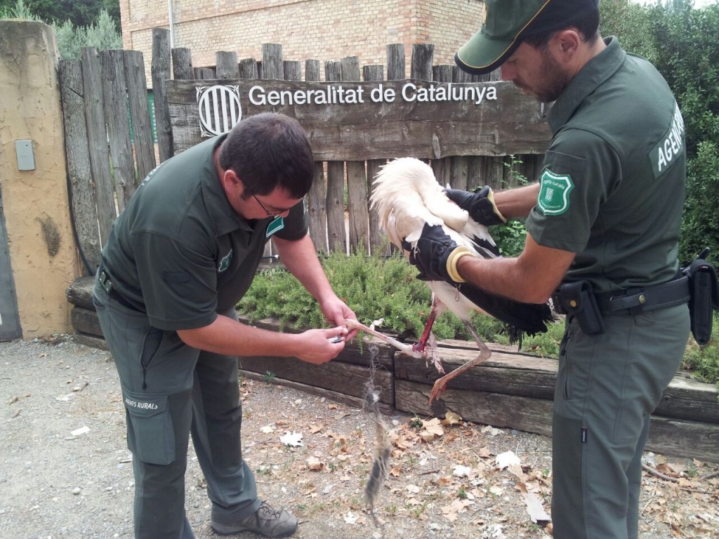 Imatge de l'animal a l'arribada a Vallcalent (autor: Agents Rurals)