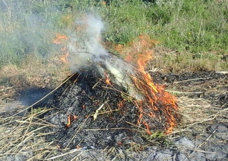 A partir d’avui comença la prohibició de fer foc al bosc