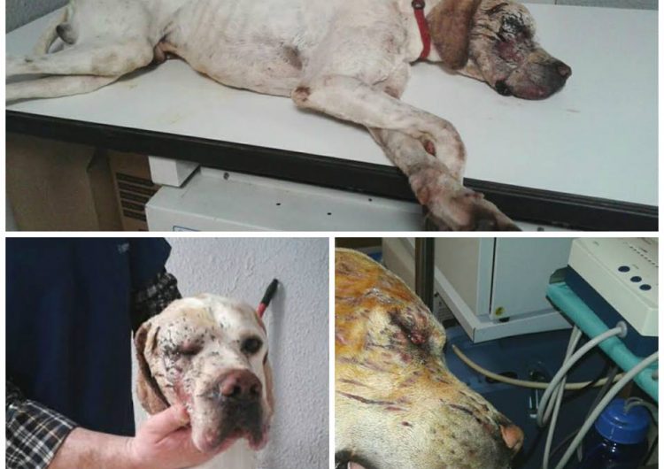 Consternació a la xarxa per l’aparició d’un gos malferit en un contenidor de Balaguer