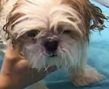 El nou look del Cooper