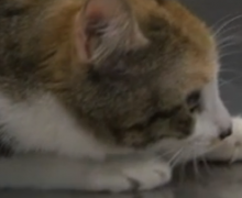 Campanya d’esterilització d’animals a preu reduït