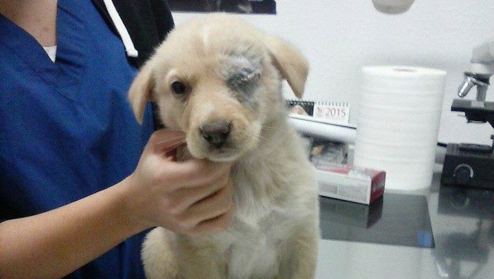 Segon cas de gos maltractat en menys d’una setmana a Balaguer