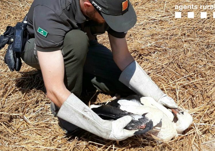 Els Agents Rurals han recuperat una cigonya ferida a Vallfogona de Balaguer i cinc exemplars de Milà negre a Preixens