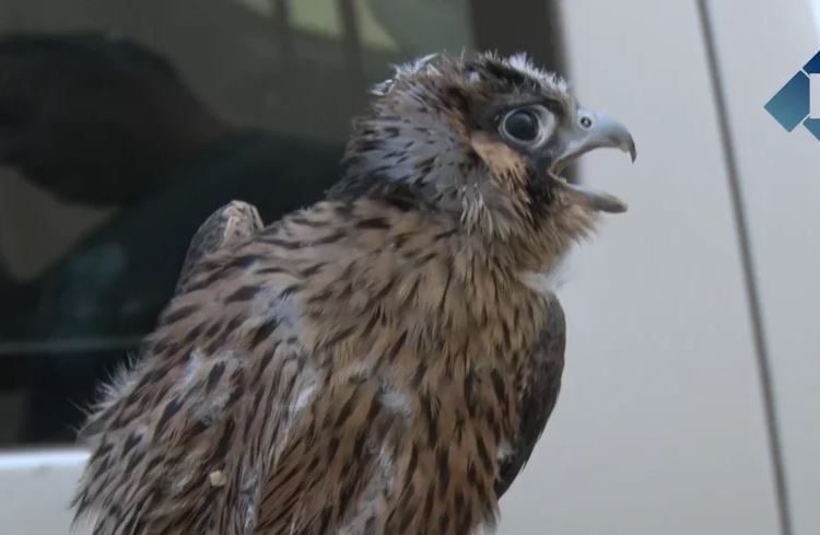 Balaguer introdueix dos falcons pelegrins per controlar la població de coloms