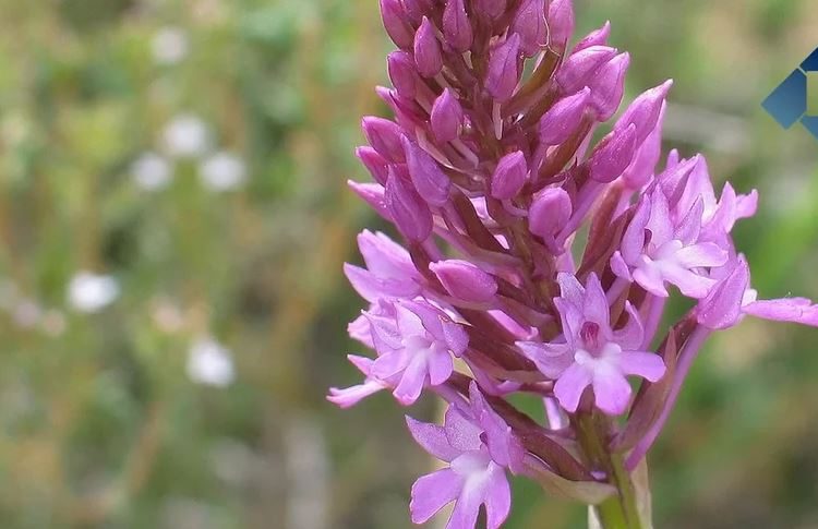 El Grup Natura Terres de Ponent realitza un estudi sobre les orquídies a la Noguera