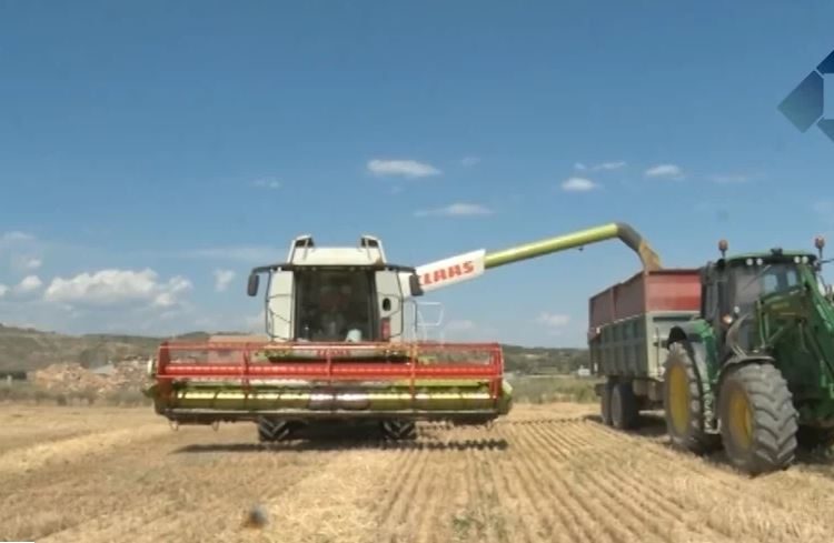 La collita de cereal podria caure un 50% en alguns conreus de la Noguera