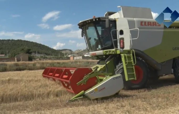 Comença la recol·lecció del cereal d’hivern a La Noguera