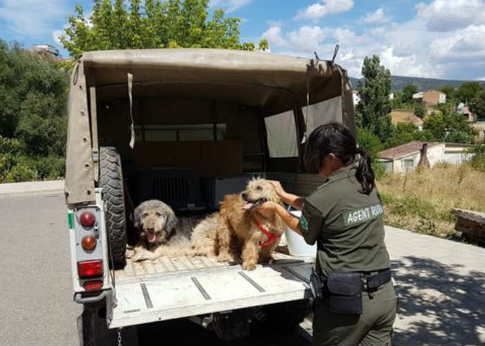 La protectora “Amics dels animals de la Noguera” de Foradada acollirà dos gossos comissats pels Agents Rurals