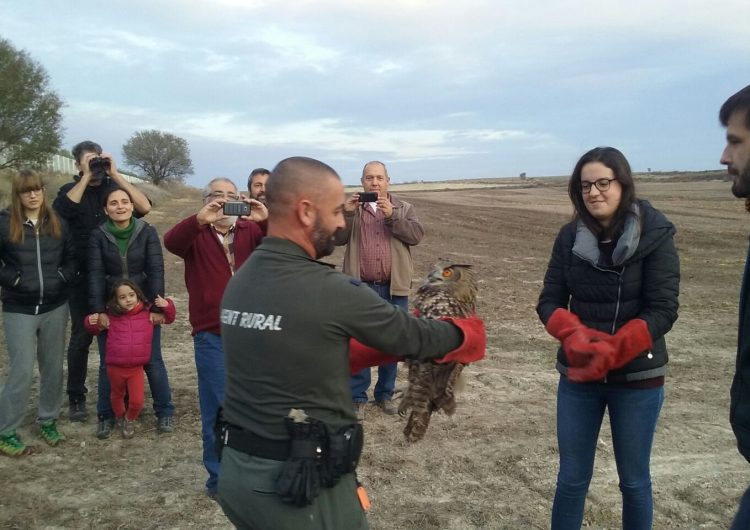 Alliberat a la Sentiu de Sió un duc recuperat al Centre de Fauna de Vallcalent