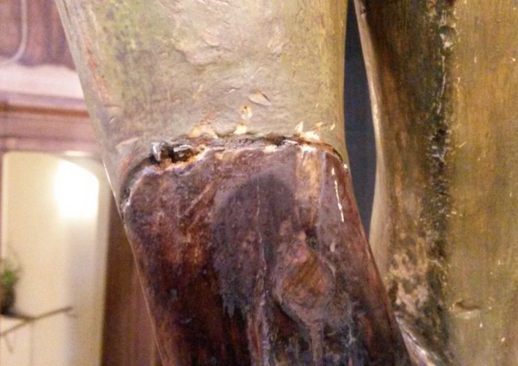 Roben el fil de plata del peu original del Sant Crist de Balaguer