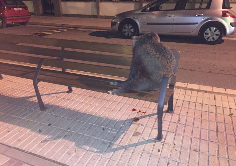 Troben un porc senglar mort al Passeig de Balaguer