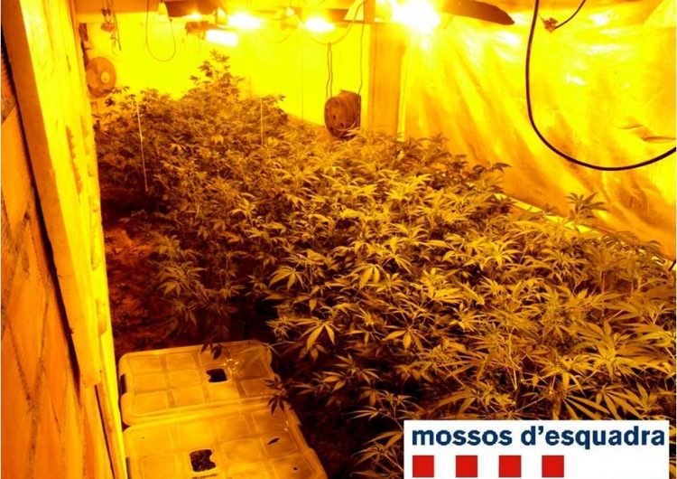 Els Mossos d’Esquadra tanquen cautelarment la seu d’una associació del cànnabis de la Noguera per tràfic de drogues