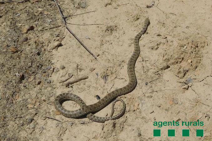 Els Agents Rurals capturen una serp de ferradura en un supermercat de Balaguer