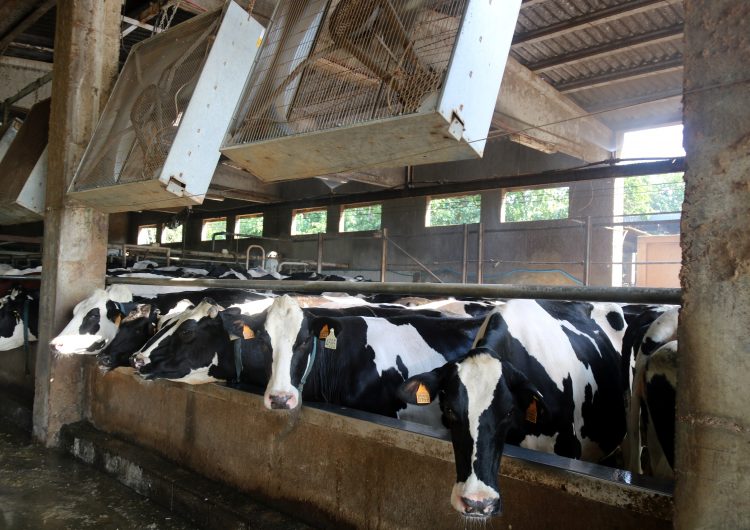 Dutxes per a vaques, porcs que no mengen i un 20% més de consum elèctric: l’onada de calor a les granges