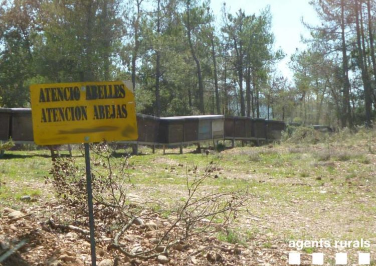 Els Agents Rurals denuncien un apicultor de la Baronia de Rialb