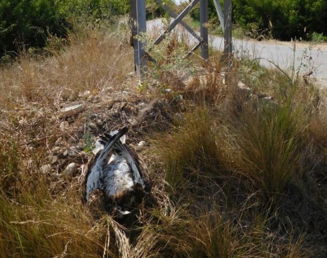 Els Agents Rurals recullen una àliga marcenca presumptament electrocutada a Torrelameu