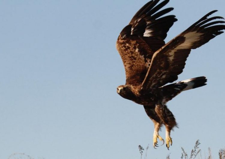 Busquen un caçador furtiu per matar una àguila daurada a Àger