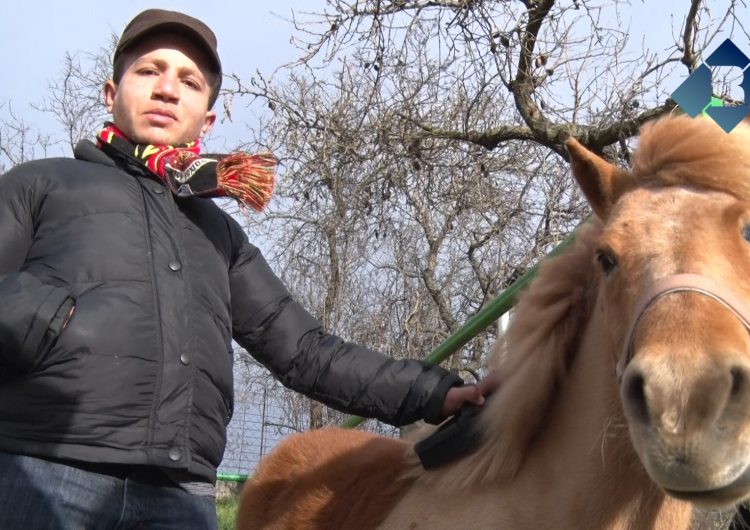 Els alumnes de l’Estel aprenen les rutines diàries dels cavalls i ponis