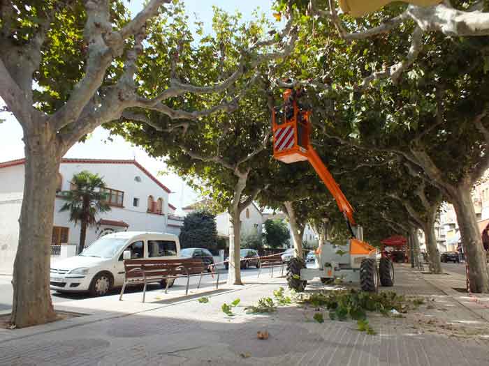 S’inicia la poda de 8.000 arbres de Balaguer