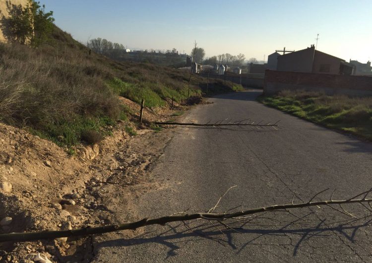 Denuncien la tala d’uns arbres recent plantats a Menàrguens