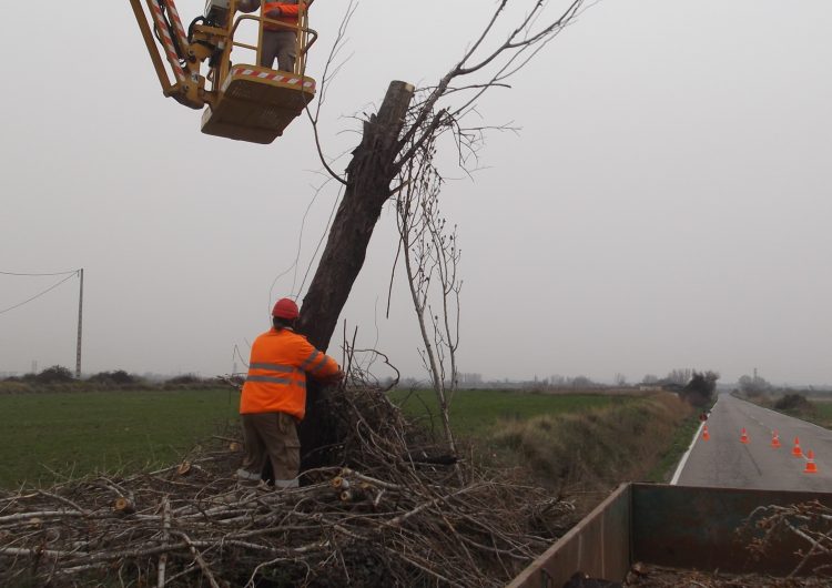 Millora de la seguretat viària a Térmens amb la tala d’uns arbres a la carretera de Bellvís