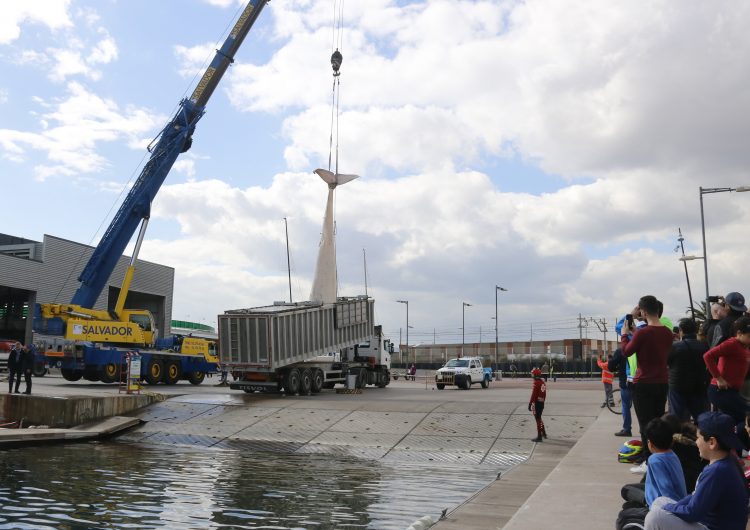 La balena morta de Montgat es deshidratarà mitjançant un tractament tèrmic en una planta de Térmens