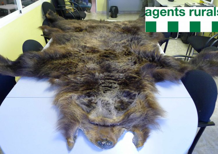 Agents Rurals comissen una pell d’ós bru que es venia il•legalment per Internet