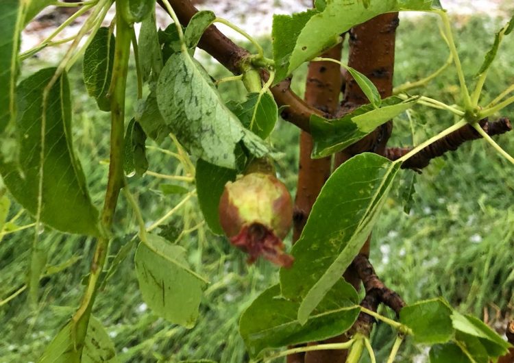 La calamarsada de dissabte afecta cultius de fruita i cereal a diferents punts de la Noguera