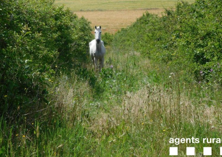 Els Agents Rurals expedienten dos veïns d’Algerri per tenir cavalls en mal estat