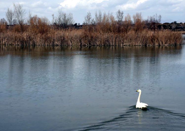 Alliberen a la plana de Lleida el cigne cantaire que es va trobar al gener pels carrers de Barcelona