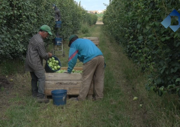 La meteorologia marca una campanya de la fruita atípica