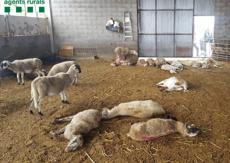 Moren 26 ovelles i 3 corders per l’atac d’uns gossos en una granja de Ponts