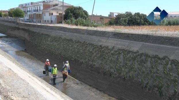 Endesa incia els treballs de manteniment del canal amb el rescat de peixos