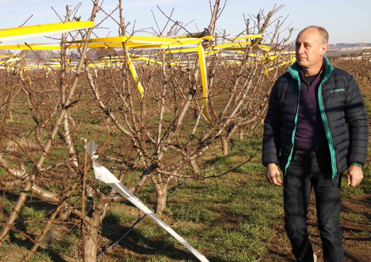 Agricultura rep 600 peticions de pagesos interessats en el Pla d’arrencada d’arbres de fruita de pinyol