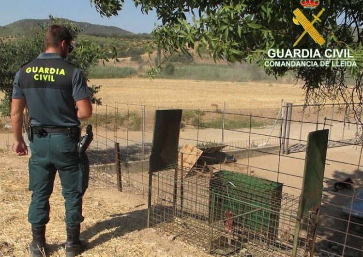 La Guàrdia Civil intervé una gàbia per caçar animals salvatges a Os de Balaguer