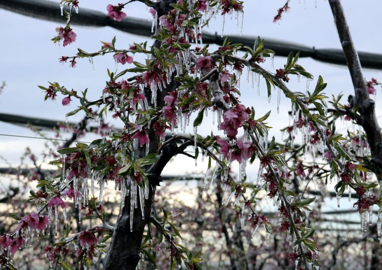 La gelada de la passada matinada afecta fruiters en floració de diversos municipis del Segrià i la Noguera