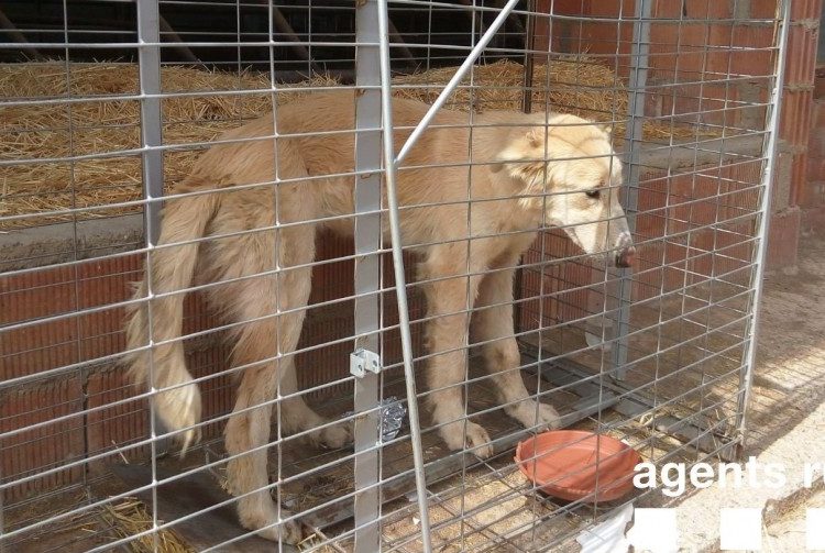 Una gossada mata un vedell en una granja de Castelló de Farfanya