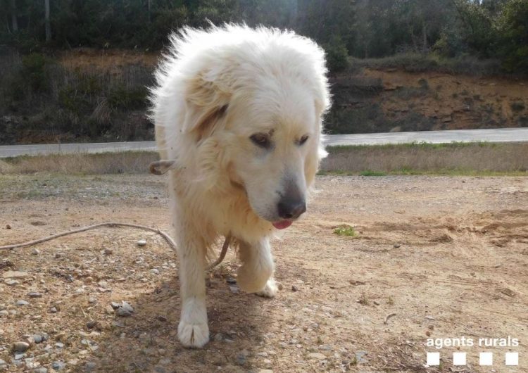 Rescaten un gos abandonat a Artesa de Segre