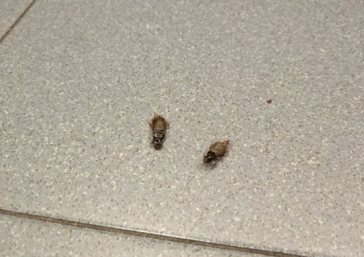 Denuncien una plaga d’insectes a la comissaria de Mossos de Balaguer