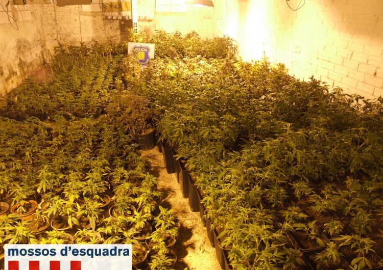Els Mossos d’Esquadra detenen un home a Balaguer per cultivar marihuana