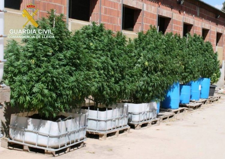 La Guàrdia Civil comissa 27 plantes de marihuana en una granja de Balaguer