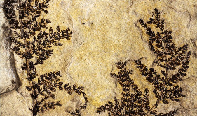 Identificada al Montsec la que podria ser la planta amb flor més antiga