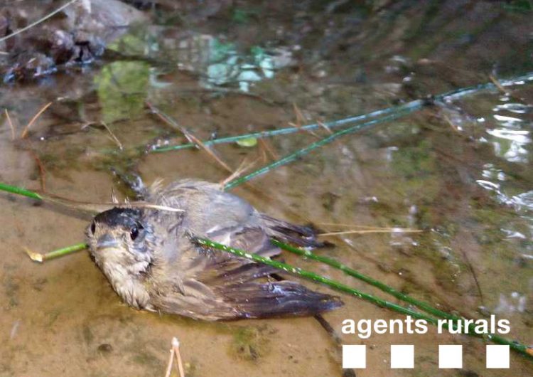 Els Agents Rurals enxampen dos caçadors furtius d’ocells protegits a Sant Llorenç de Montgai