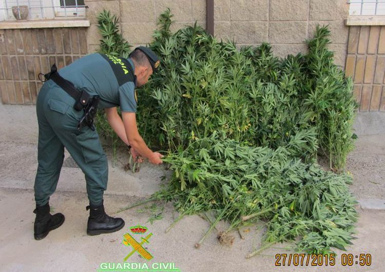 La Guàrdia Civil descobreix una quarantena de plantes de marihuana en una zona boscosa propera al pantà de Rialb