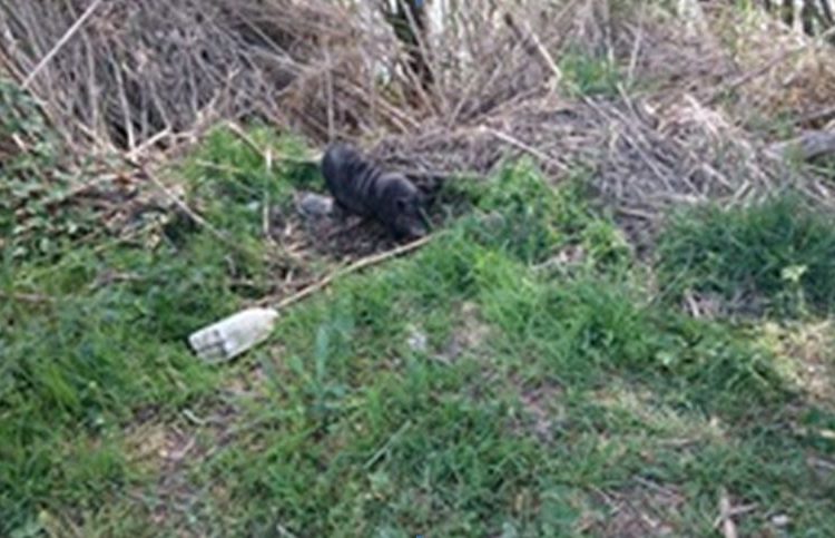 Els Agents Rurals sacrifiquen vuit porcs vietnamites a Butsènit