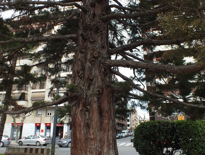 Cures per la sequoia de la plaça de la Sardana