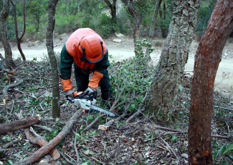 Neteja de 55 hectàrees de sotabosc a la Baronia de Rialb